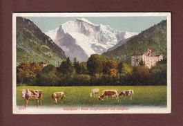 INTERLAKEN - Jungfrau Hotel Kühe - 1905 // Rück verletzt //