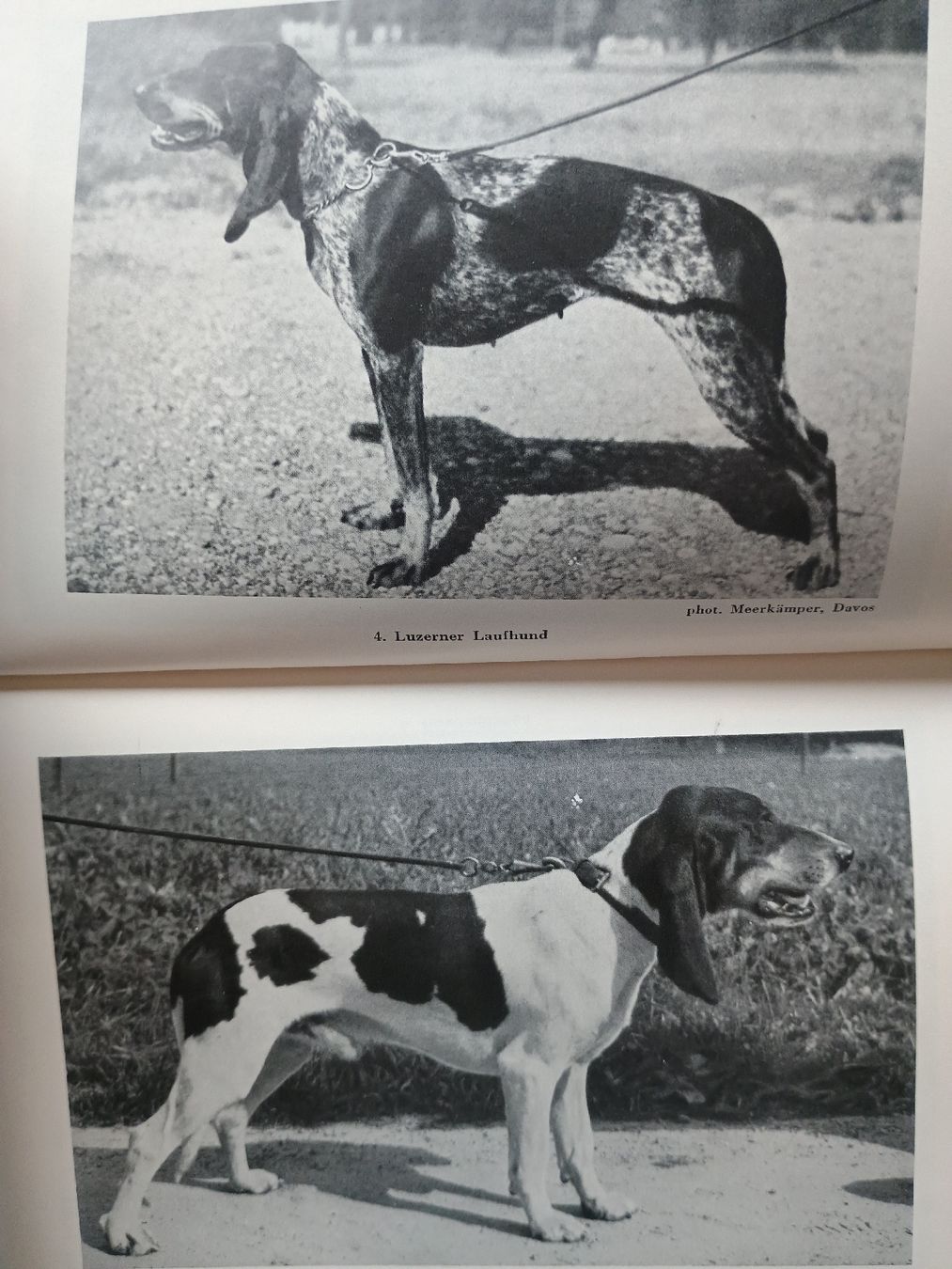 Libri: die Jagdhunde von Paul Vetterli – Usato da Chur venduto da Psimueta 4