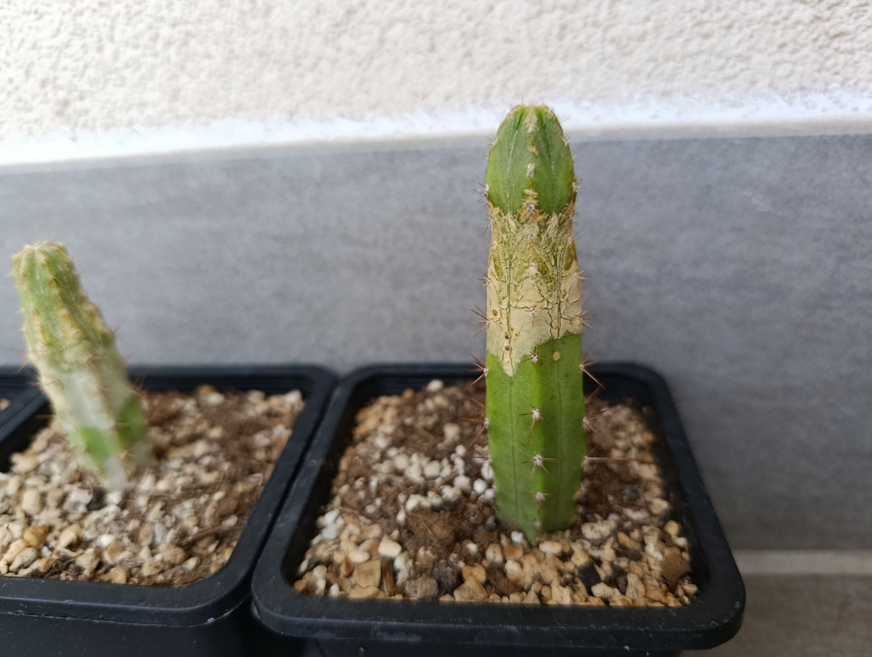 Plantes & graines: 3 junge Kakteen – D'occasion à Chiasso par Kaktus9 4