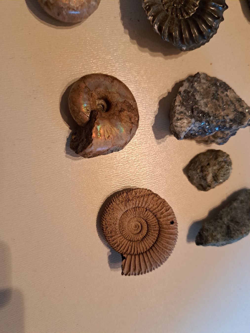 Fossilien: Div.Versteinerungen und Mineralien – Gebraucht aus Walde AG von Kunstgiesser 4