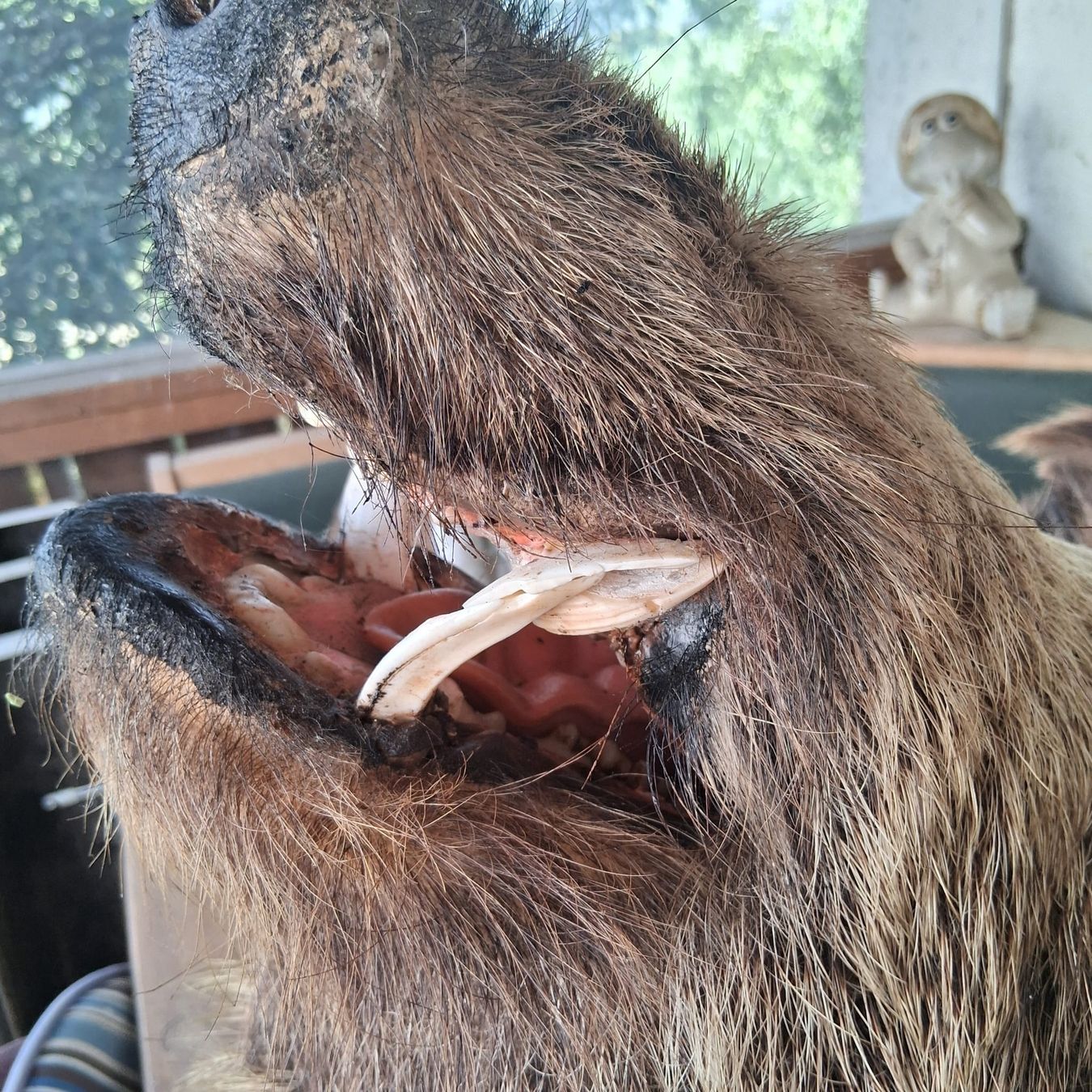 Welt der Tiere: Wildschweinkopf – Gebraucht aus Niederhasli von Mexa 1