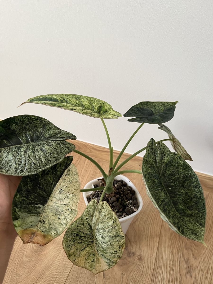 Pflanzen & Samen: Alocasia Dragon Scale Mint – Gebraucht aus Basel von philuftikuss 2