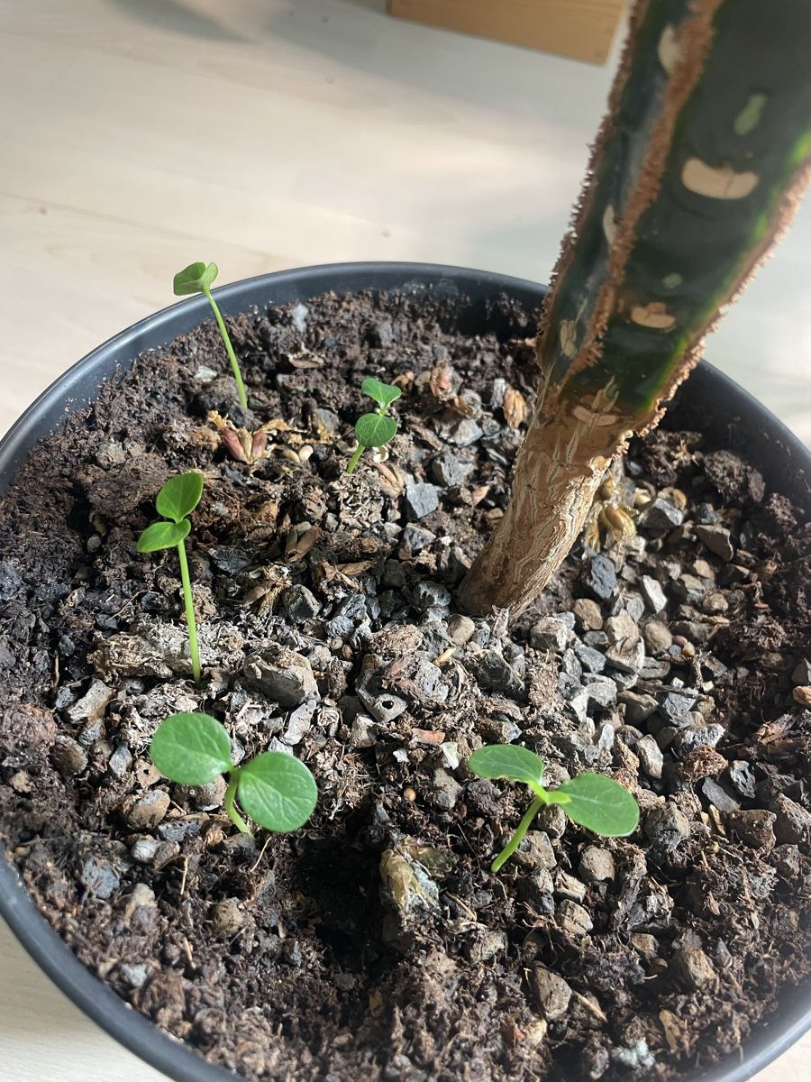 fargesia papyrifera Fargesia nitida Fountain Clump Bamboo SOLD OUT – Earthly Pursuits, Inc