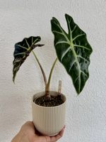 Alocasia Polly – Established Mother Plant 🌿