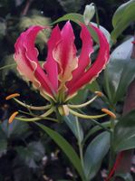 *RARITÄT* Gloriosa rotschildiana / Ruhmeskrone