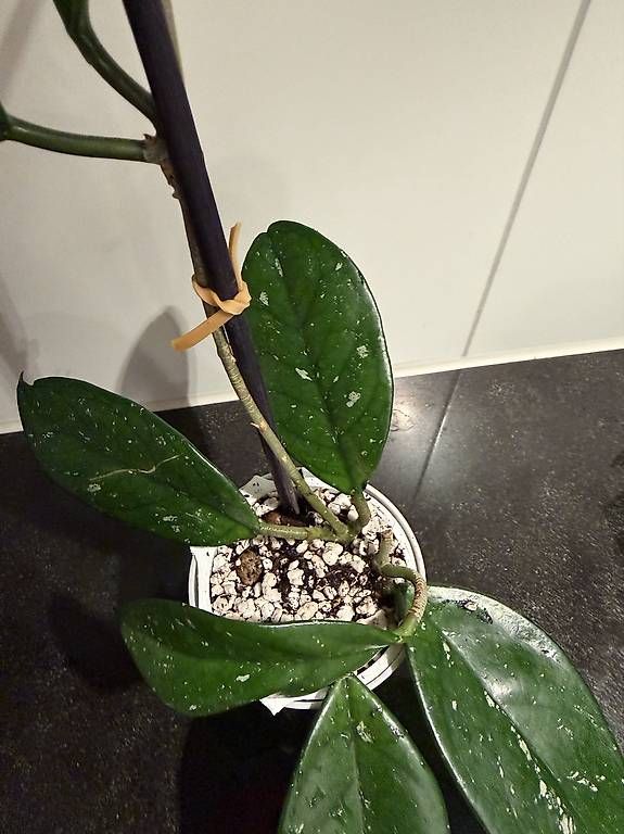 Piante & sementi: Hoya Carnosa 3 pieds#5 – Usato da Spiez venduto da Lunelu 2