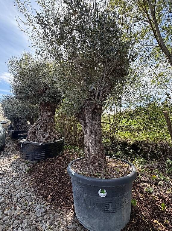 Piante & sementi: Olivenbau "Olea Europea 17" – Usato da Zuckenriet venduto da Thur_Plant 4