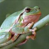 Profile image of Waldfrosch