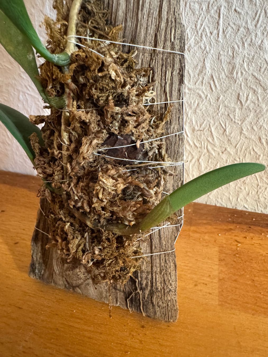 Piante & sementi: Bulbophyllum cheiri – Usato da Männedorf venduto da mrclst 1