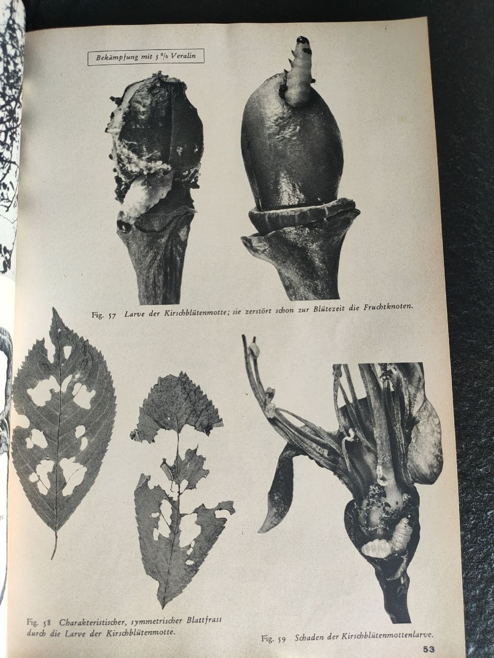 Libri: Seltenes Buch: Schädlingsbekämpfung im Obstbau, antik 1940 – Usato da Gipf-Oberfrick venduto da minini 6