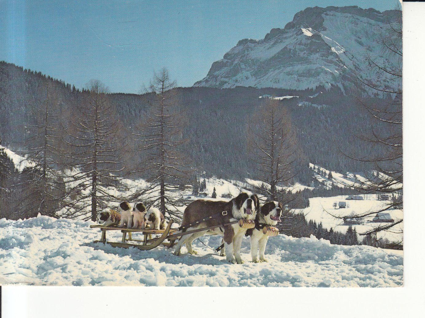 Cartoline postali: Malters St. Bernhards-Zwinger 1976 – Usato da Bürglen TG venduto da StampGraf