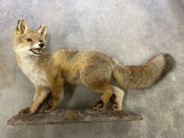 Präparierter Fuchs, Jagdtrophäe, Dekoration, Natur, Rarität!