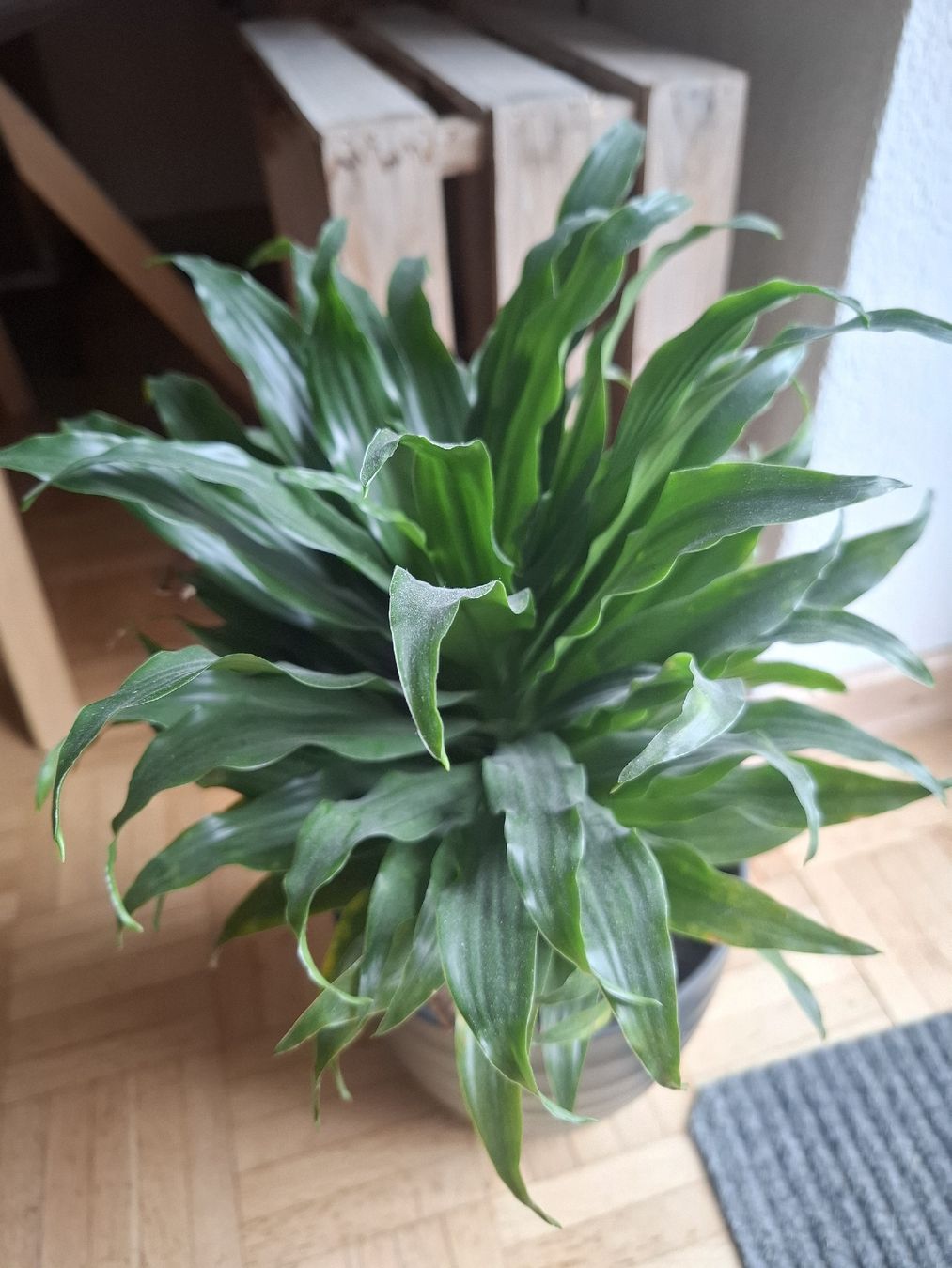 Piante & sementi: Dracena, Zimmerpflanze – Usato da Zeihen venduto da P_B4