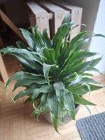 Dracena, Zimmerpflanze