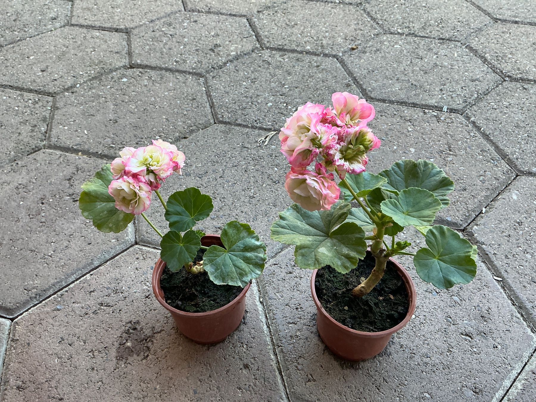 Piante & sementi: Geranien Appelblooms – Usato da seon venduto da Agnom 3