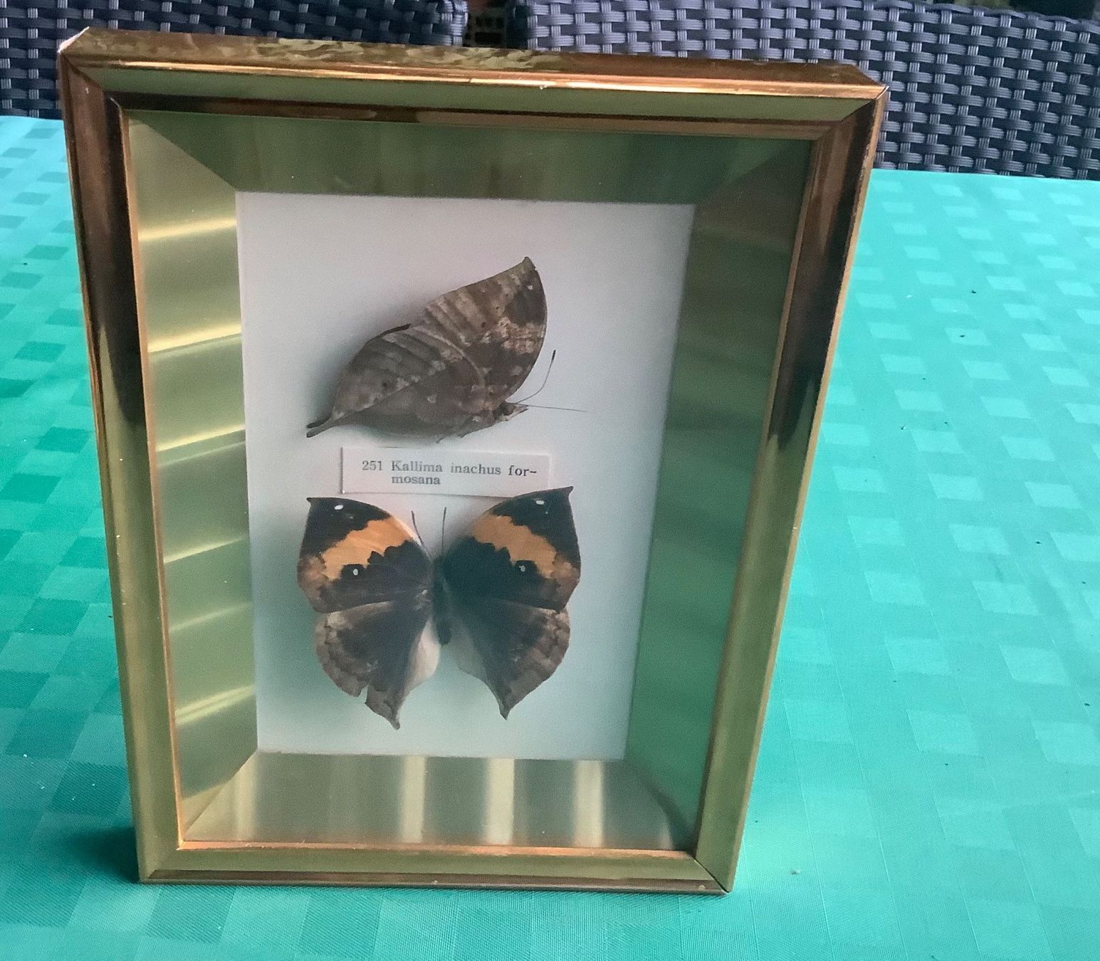 Foto & Immagini: CHIN.BILD MIT ECHTEN SCHMETTERLINGEN – Usato da Adlikon b.Regensdorf venduto da Crystaldragon09 5