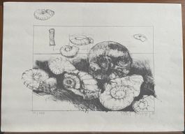 Peter Caspary Muschel Probedruck 80