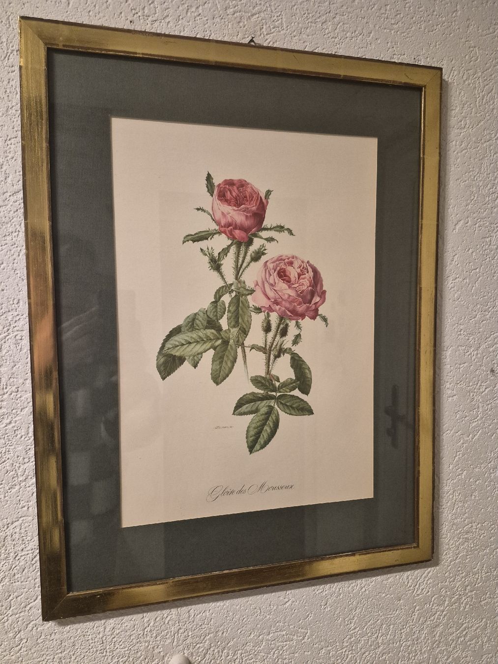Grafica & Litografie: Wunderschöne Rosen-Lithographie, gerahmt,  gross! – Usato da Frauenfeld venduto da mel_2gqy