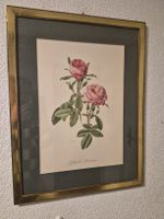 Wunderschöne Rosen-Lithographie, gerahmt,  gross!