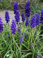 10 Knollen blaue kleine Traubenhyazinthe Gartenpflanze