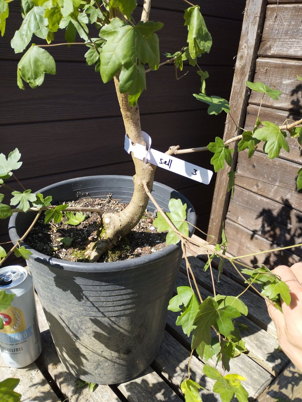 Piante & sementi: Bonsai Rohling Feldahorn – Usato da Oberwil BL venduto da suaku 3