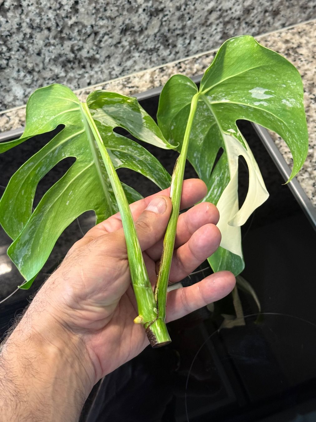 Piante & sementi: Monstera Variegata Half Moon, Steckling in Wasser – Usato da Mendrisio venduto da MonsteraLovers 3