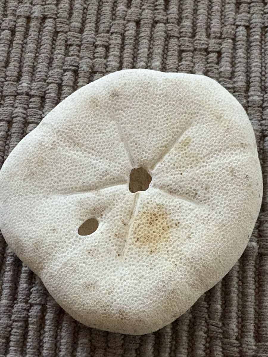 Tutte le decorazioni: 2 Sand Dollar Muscheln – Usato da Rümlang venduto da euqinom16 2