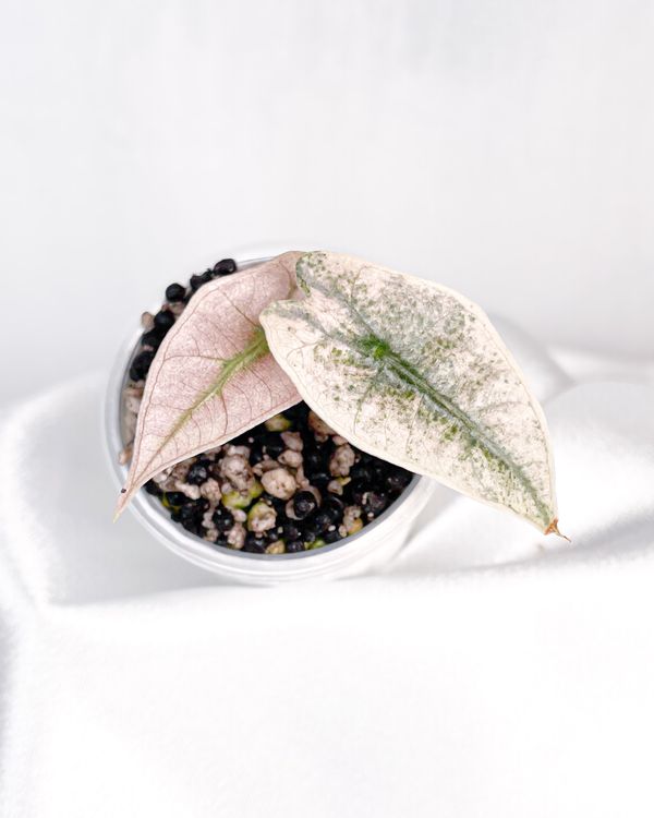 Alocasia Polly Pink Mint Variegata | Kaufen auf Ricardo