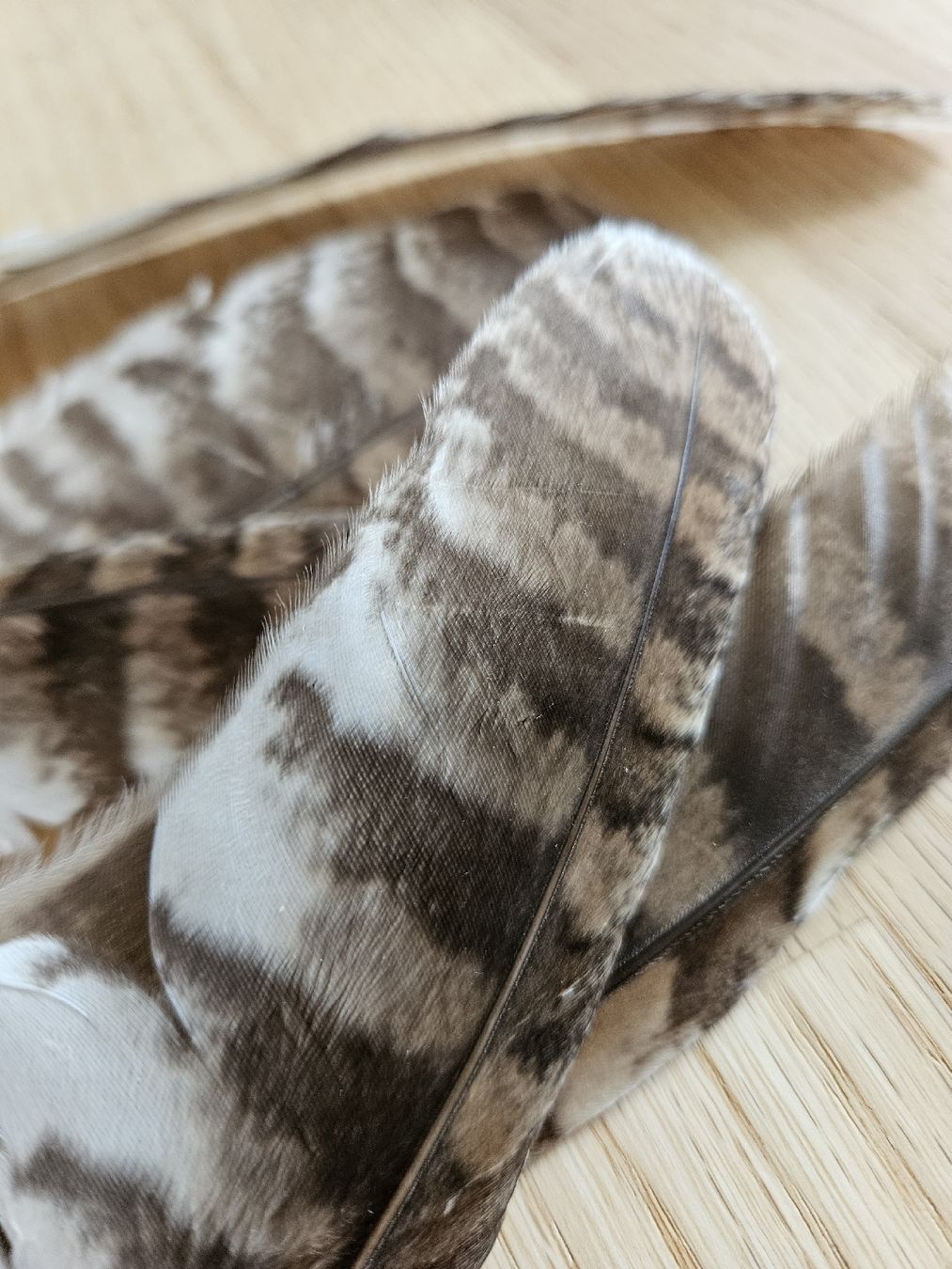 Il mondo degli animali: Waldkauz Federn – Nuovo (secondo la descrizione) da Wallenwil venduto da luc_mei 1