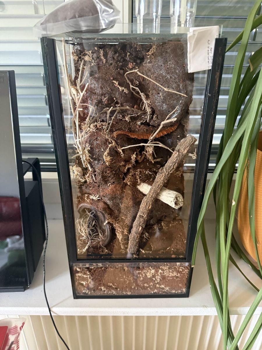 Terrariums: Terrarium neu – Neuf (Voir description) à Münchenbuchsee par MirjamRic