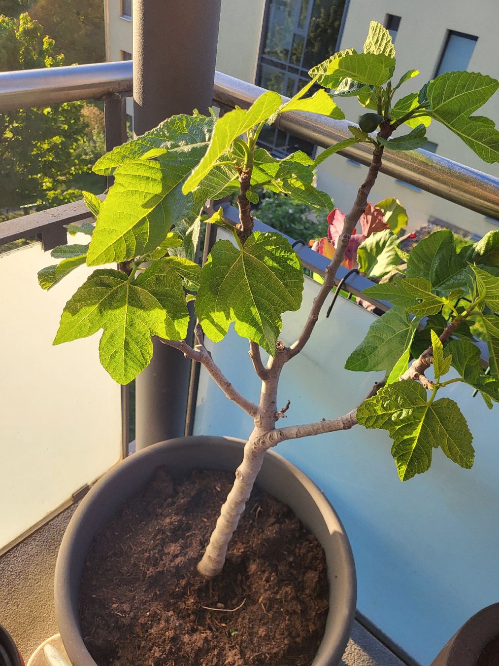 Piante & sementi: Feigenbaum Pflanze im Topf – Usato da Zürich venduto da Lizi7 1