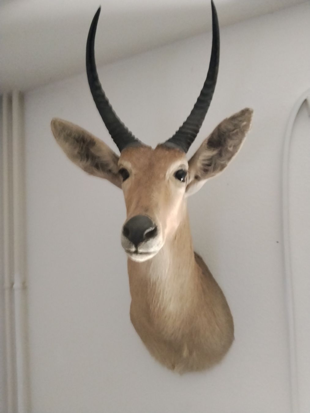 Sonstiges zum Sammeln & Seltenes: Trophäe Antilope Geweih Jagd Dekoration – Gebraucht aus Zürich von Lilo1984