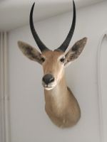 Trophäe Antilope Geweih Jagd Dekoration