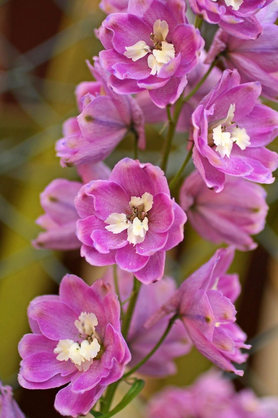Pflanzen & Samen: 50 Samen Rittersporn ASTOLAT Blume – Neu (gemäss Beschreibung) aus Ehrendingen von VerveinaSamen 4