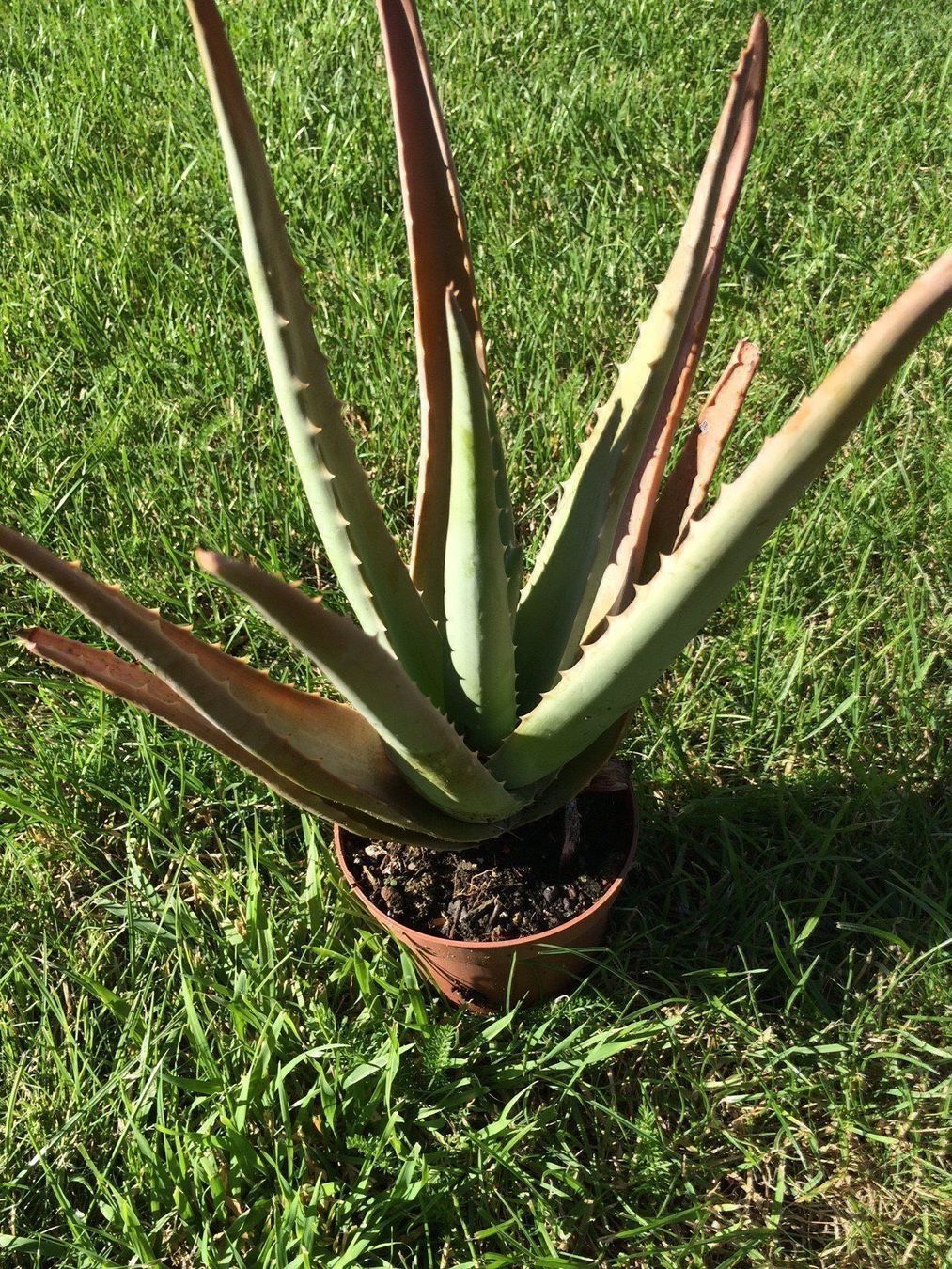 Piante & sementi: Aloe vera – Nuovo (secondo la descrizione) da Vinelz venduto da Wellensittich55 4