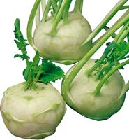 Ab 5.- fr 10 Samen XL RIESEN Kohlrabi 20 graines XL géant