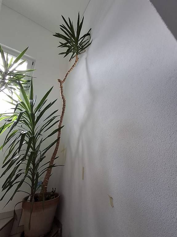 Piante & sementi: Yucca-Pflanzen im Tontopf  – Usato da Altnau venduto da Brumm