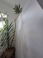 Yucca-Pflanzen im Tontopf 