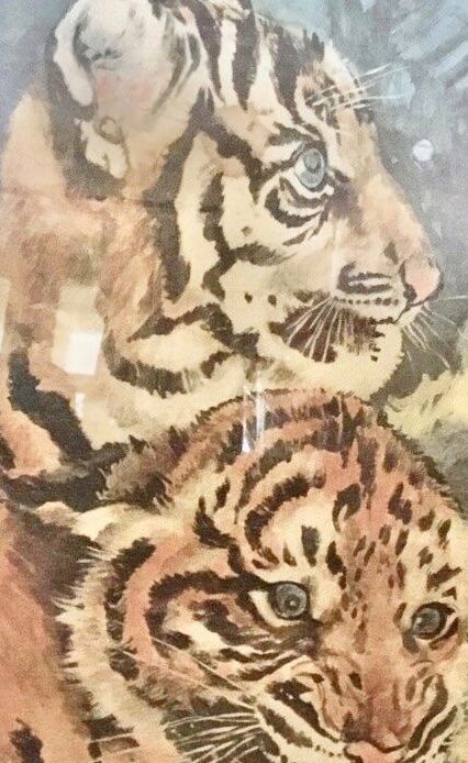 Foto & Immagini: Vintage Tigerbild – Usato da Schlieren venduto da Jeajet 1