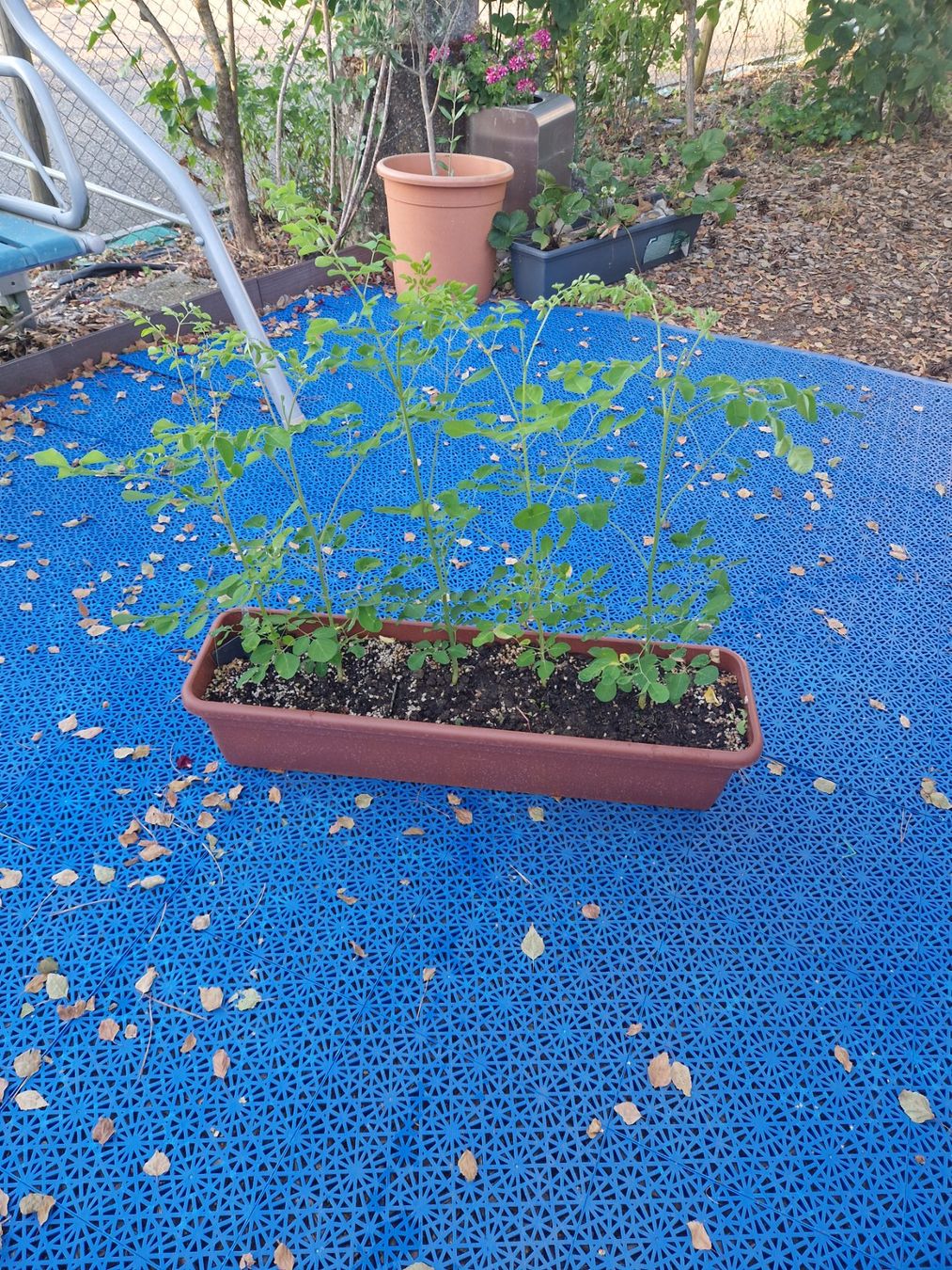 Pflanzen & Samen: 5 Moringa Junge Pflanzen ca 100 cm. Hoch – Gebraucht aus Rothrist von Aloe16 1