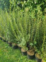 Heckenpflanze Liguster vulgare 100/125cm