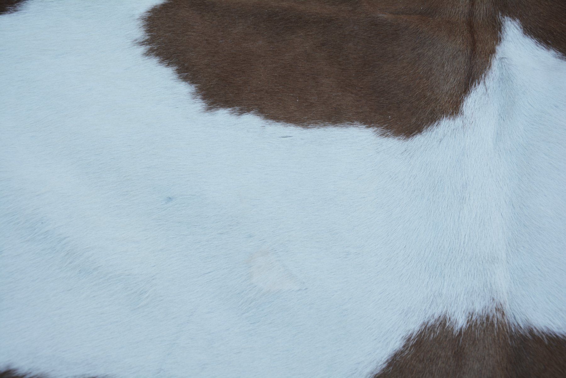 Tappeti: echtes Kuhfell Teppich Brown/white – Nuovo e nell'imballaggio originale da Arbedo venduto da patagonialeatherrugs 5