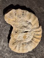 Fossil Schnecke, Versteinert, seltenes Sammlerstück
