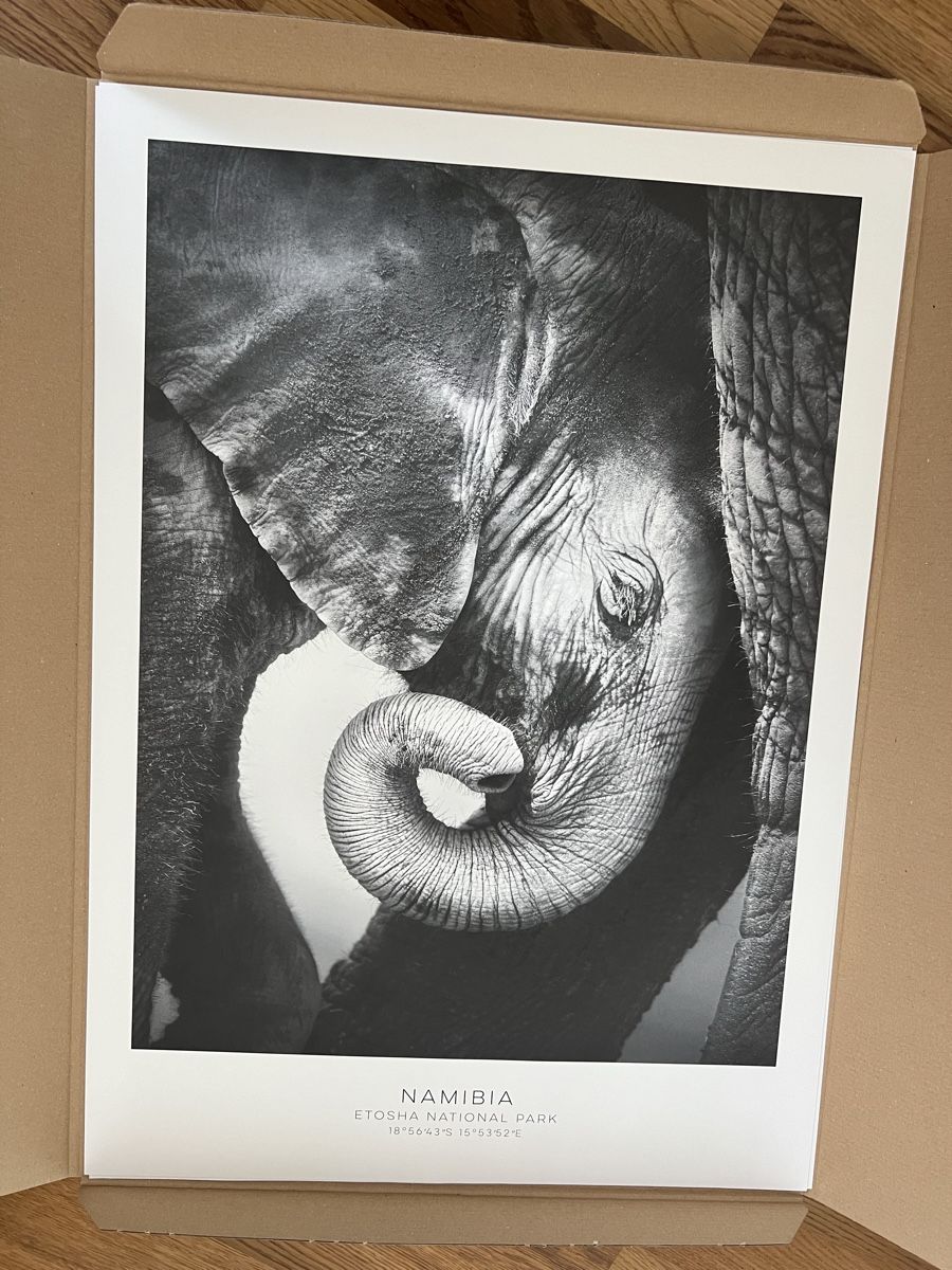 Foto & Immagini: Poster Set, 50x70cm, 1xZebra/1xElefant – Usato da Glattpark(Opfikon) venduto da ste_n99y 1