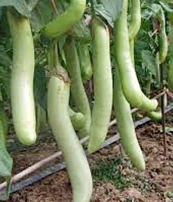 Piante & sementi: 10 SAMEN BIO Aubergine THAI LONG GREEN – Nuovo e nell'imballaggio originale da Rovio venduto da POSITIFFARTandPLANTS 3