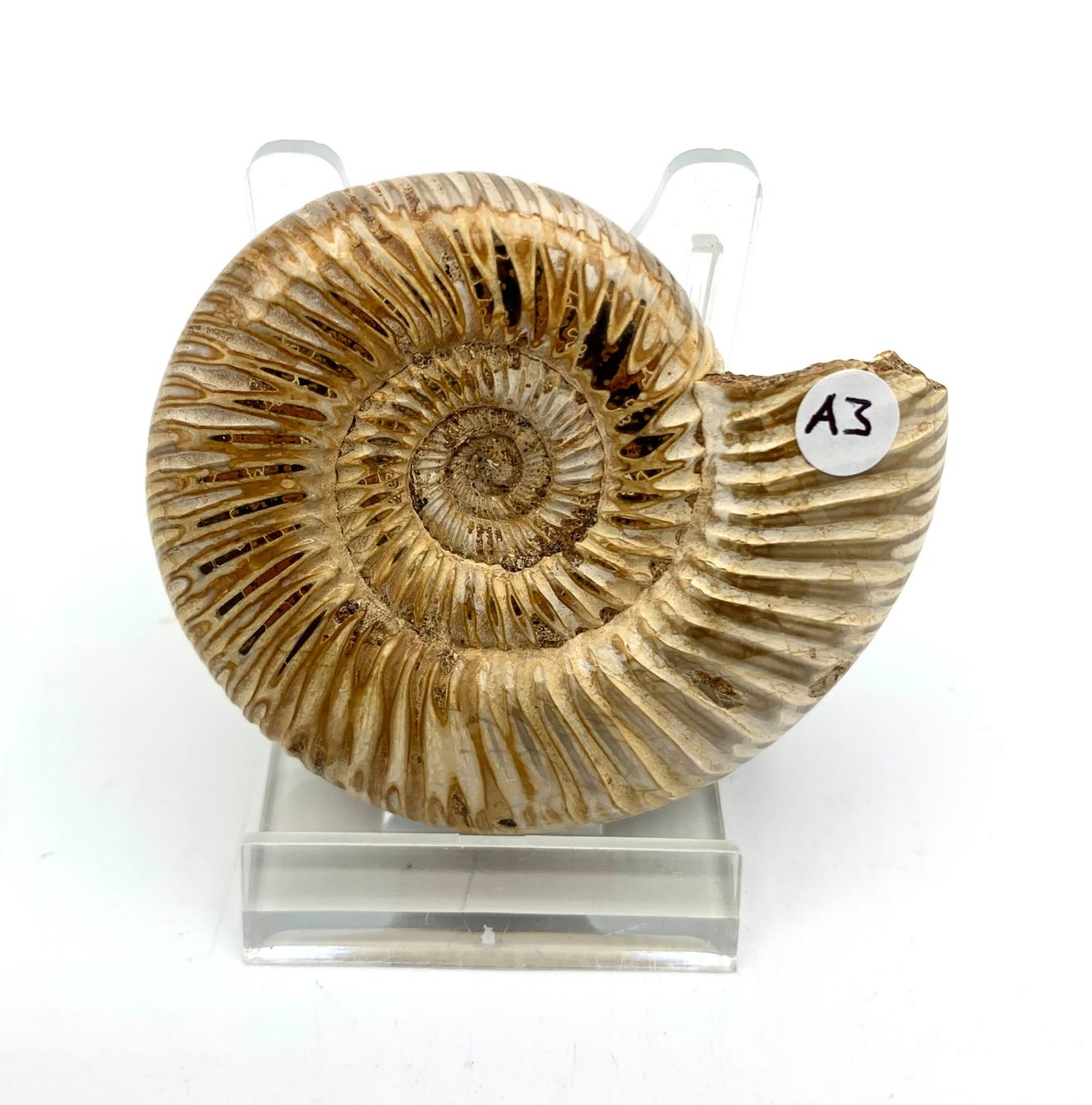 Fossili: Ammonit - Kranosphinctes sp. – Nuovo (secondo la descrizione) da Samstagern venduto da Spliti