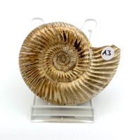 Ammonit - Kranosphinctes sp.