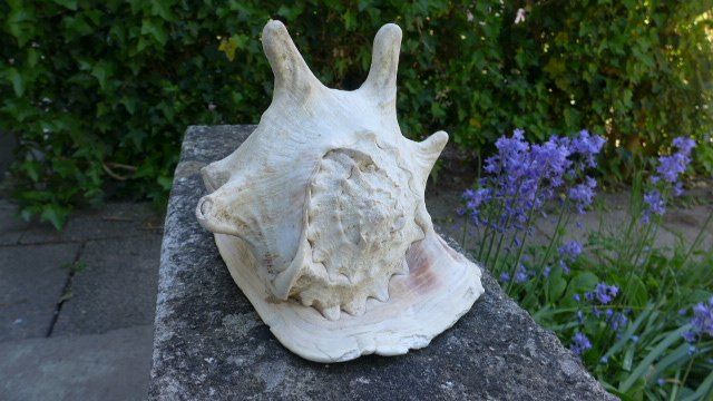 Fossili: Grosse Schnecke Muschel. Cassis Cornuta. – Usato da Zürich venduto da inf_gt6t
