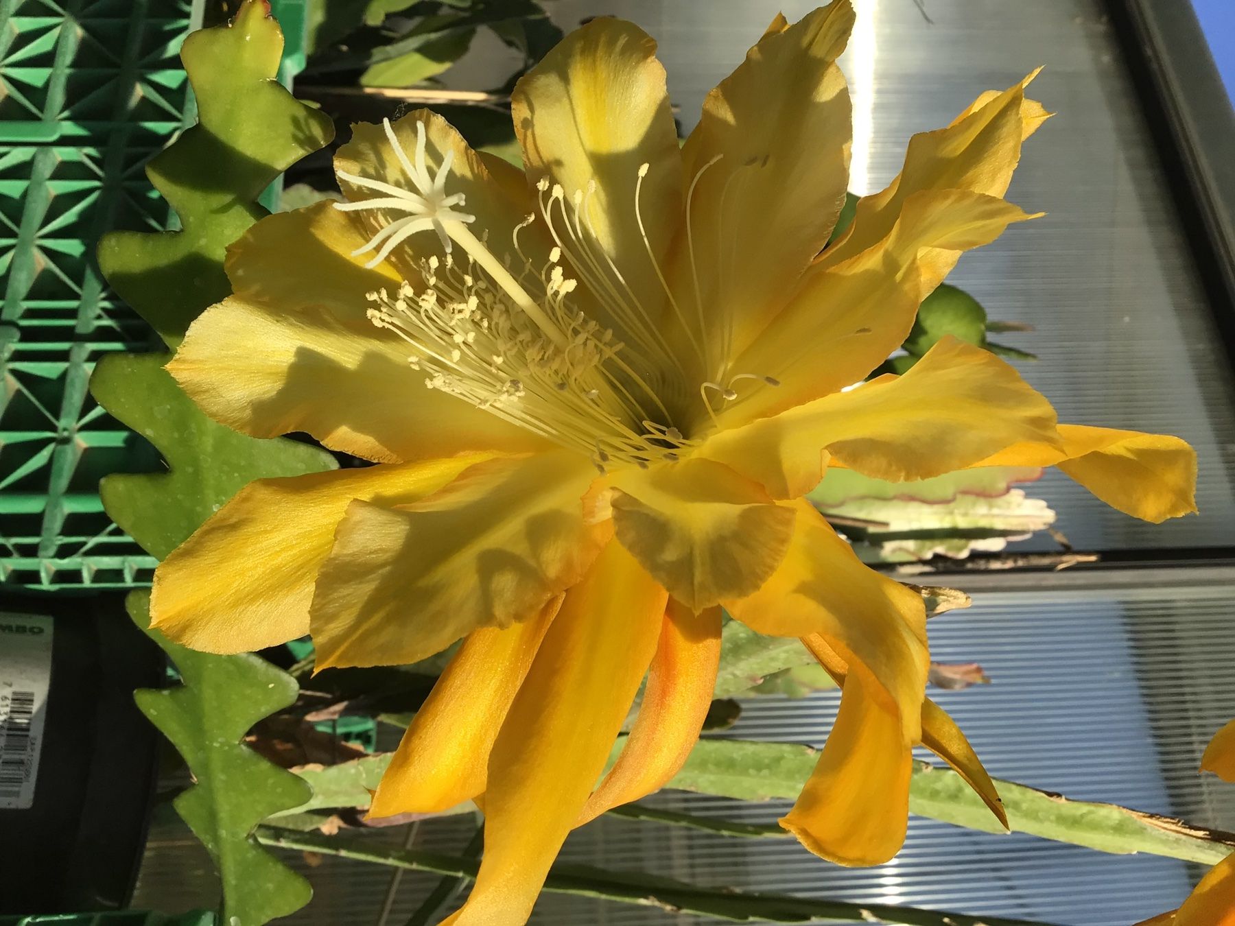 Piante & sementi: Blattkaktus Giong Bananas(Epiphylum) – Usato da seon venduto da Agnom 1
