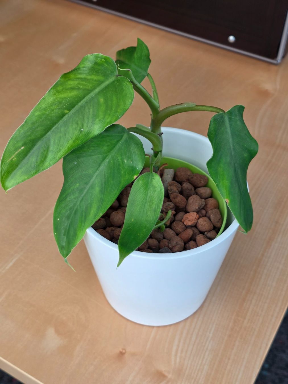 Pflanzen & Samen: 🌿 Philodendron Domesticum – Gebraucht aus BERN von kre_tb2n